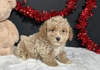 Addie, a female Poodle - Toy  for sale in Plainville, IN – Photo 4 of 6