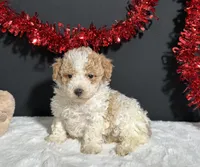 Beverly, a female Poodle - Miniature  for sale in Plainville, IN – Photo 5 of 6