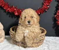Bingo, a male Poodle - Toy  for sale in Plainville, IN – Photo 2 of 7