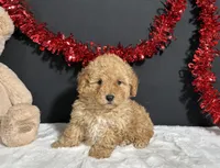 Bingo, a male Poodle - Toy  for sale in Plainville, IN – Photo 7 of 7