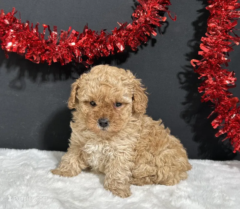 Andrea, a female Poodle - Miniature  for sale in Plainville, IN – Photo 1 of 5