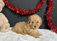 Bingo, a male Poodle - Toy  for sale in Plainville, IN – Photo 6 of 7