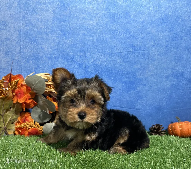 Oliver – Yorkshire Terrier puppy for sale in Plainville, IN