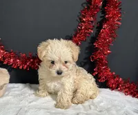 Charles, a male Morkie for sale in Plainville, IN – 3 of 7