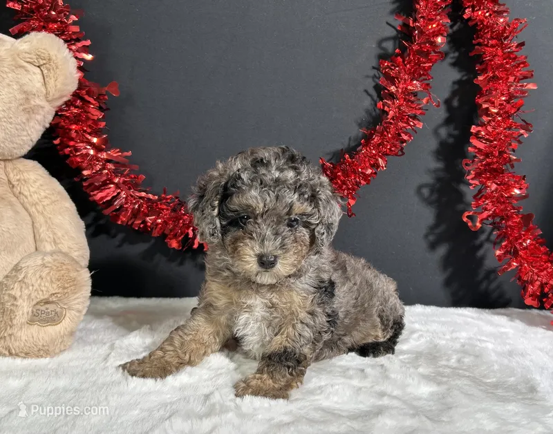 Monica – Poodle - Miniature  puppy for sale in Plainville, IN