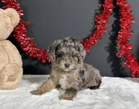 Monica, a female Poodle - Miniature  for sale in Plainville, IN – 1 of 7