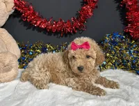 Maddie, a female Poodle - Miniature  for sale in Plainville, IN – 3 of 9