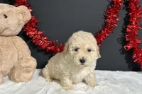 Cynthia, a female Poodle - Miniature  for sale in Plainville, IN – 7 of 8