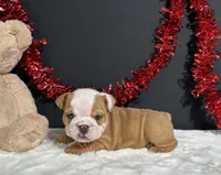 Violet, a female English Bulldog for sale in Plainville, IN – 3 of 7