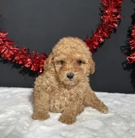 Turner, a male Poodle - Toy  for sale in Plainville, IN – 6 of 7