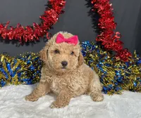 Maddie, a female Poodle - Miniature  for sale in Plainville, IN – 5 of 9
