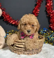 Layla, a female Poodle - Toy  for sale in Plainville, IN – 5 of 9