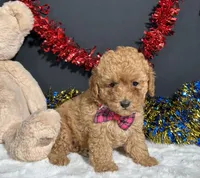 Layla, a female Poodle - Toy  for sale in Plainville, IN – 8 of 9