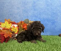 Avery, a female Yorkipoo for sale in Plainville, IN – 6 of 6