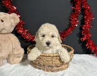 Cynthia, a female Poodle - Miniature  for sale in Plainville, IN – 2 of 8
