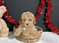 Bandit, a male Poodle - Miniature  for sale in Plainville, IN – 3 of 9