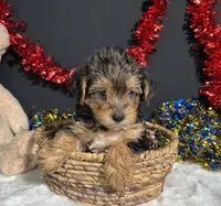 Rosie, a female Yorkipoo for sale in Plainville, IN – 5 of 8