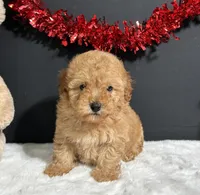  Valerie , a female Poodle - Miniature  for sale in Plainville, IN – Photo 2 of 7