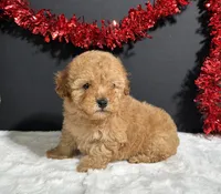  Valerie , a female Poodle - Miniature  for sale in Plainville, IN – Photo 4 of 7