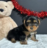 Oliver , a male Yorkshire Terrier for sale in Plainville, IN – Photo 4 of 8