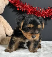 Oliver , a male Yorkshire Terrier for sale in Plainville, IN – Photo 5 of 8