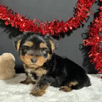 Oliver , a male Yorkshire Terrier for sale in Plainville, IN – Photo 8 of 8