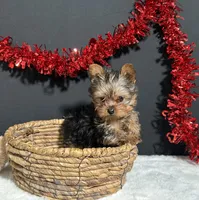 Cupcake Teacup, a female Yorkshire Terrier for sale in Plainville, IN – Photo 6 of 8