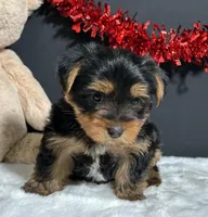 Oliver , a male Yorkshire Terrier for sale in Plainville, IN – Photo 2 of 8
