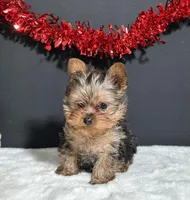 Cupcake Teacup, a female Yorkshire Terrier for sale in Plainville, IN – Photo 3 of 8