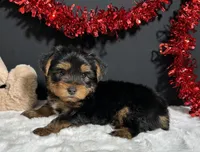 Oliver , a male Yorkshire Terrier for sale in Plainville, IN – Photo 7 of 8