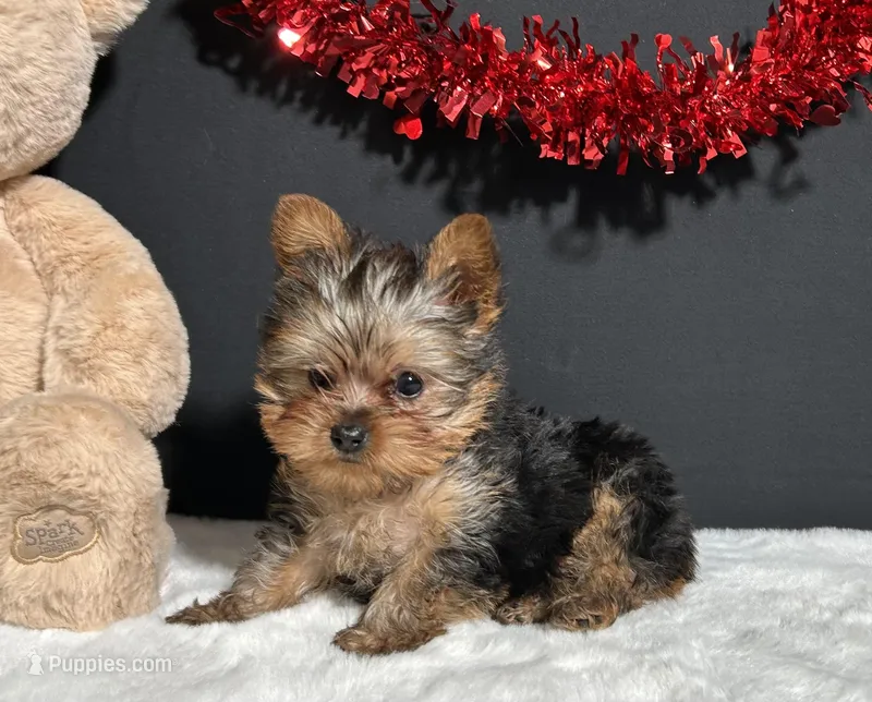 Cupcake Teacup – Yorkshire Terrier puppy for sale in Plainville, IN