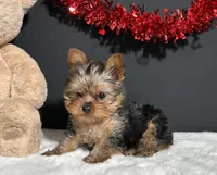 Cupcake Teacup, a female Yorkshire Terrier for sale in Plainville, IN – Photo 1 of 8