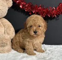  Valerie , a female Poodle - Miniature  for sale in Plainville, IN – Photo 6 of 7