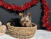 Cupcake Teacup, a female Yorkshire Terrier for sale in Plainville, IN – Photo 7 of 8