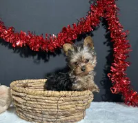 Cupcake Teacup, a female Yorkshire Terrier for sale in Plainville, IN – Photo 8 of 8