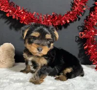 Oliver , a male Yorkshire Terrier for sale in Plainville, IN – Photo 6 of 8