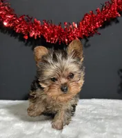 Cupcake Teacup, a female Yorkshire Terrier for sale in Plainville, IN – Photo 5 of 8