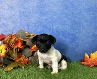 Laney, a female Rat Terrier for sale in Plainville, IN – 5 of 5
