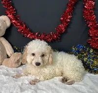 Biscuit, a male Poodle - Toy  for sale in Plainville, IN – 3 of 7