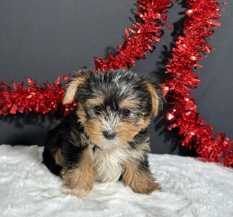Luke – Yorkshire Terrier puppy for sale in Plainville, IN