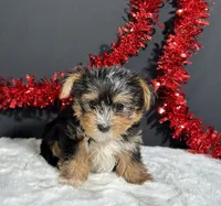 Luke, a male Yorkshire Terrier for sale in Plainville, IN – 1 of 6