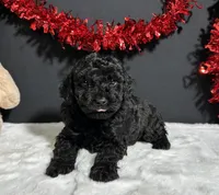 Storm, a male Poodle - Miniature  for sale in Plainville, IN – Photo 3 of 8