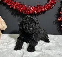 Storm, a male Poodle - Miniature  for sale in Plainville, IN – Photo 4 of 8