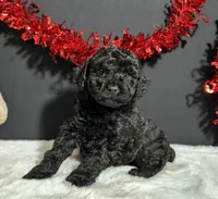 Storm, a male Poodle - Miniature  for sale in Plainville, IN – Photo 2 of 8