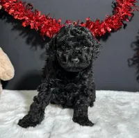 Storm, a male Poodle - Miniature  for sale in Plainville, IN – Photo 5 of 8