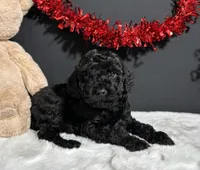 Storm, a male Poodle - Miniature  for sale in Plainville, IN – Photo 8 of 8
