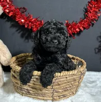 Storm, a male Poodle - Miniature  for sale in Plainville, IN – Photo 7 of 8