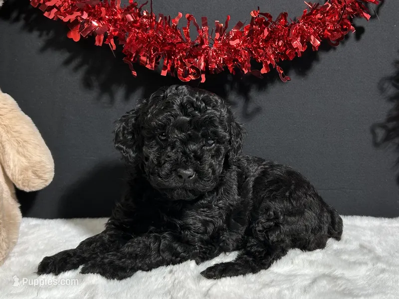 Storm – Poodle - Miniature  puppy for sale in Plainville, IN