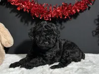 Storm, a male Poodle - Miniature  for sale in Plainville, IN – Photo 1 of 8