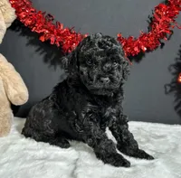 Storm, a male Poodle - Miniature  for sale in Plainville, IN – Photo 6 of 8